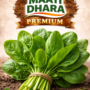 Spinach (पालक)